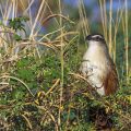 Weißbrauenkuckuck (Centropus superciliosus)