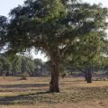 South Luangwa Nationalpark Sambia