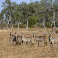 Kleine Kudus (Ammelaphus imberbis) Familie