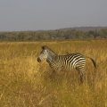 Crawshay Zebra (Equus Quagga crawshayi)