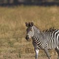 Crawshay Zebra (Equus Quagga crawshayi) mit Madenhacker