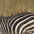 Crawshay Zebra (Equus Quagga crawshayi) mit Madenhacker