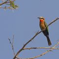 Weissstirnspint (Merops bullockoides)