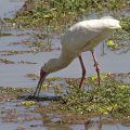 Schmalschnabellöffler (Platalea alba)