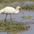 Schmalschnabellöffler (Platalea alba)
