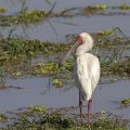 Schmalschnabellöffler (Platalea alba)