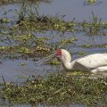 Schmalschnabellöffler (Platalea alba)