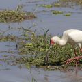 Schmalschnabellöffler (Platalea alba)