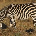 Crawshay Zebra (Equus Quagga crawshayi)