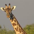 Thornicroft-Giraffenkuh (Giraffa camelopardalis)