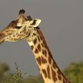 Thornicroft-Giraffenkuh (Giraffa camelopardalis)