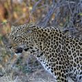 Leopard (Panthera pardus)