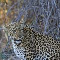 Leopard (Panthera pardus)