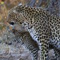 Leopard (Panthera pardus)