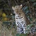 Leopard (Panthera pardus)