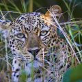 Leopard (Panthera pardus)