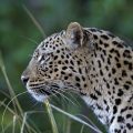 Leopard (Panthera pardus)