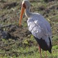 Nimmersatt (Mycteria ibis)