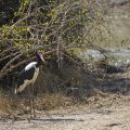 Sattelstorch (Ephippiorhynchus senegalensis)