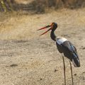 Sattelstorch (Ephippiorhynchus senegalensis)