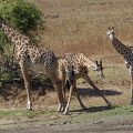 Thornicroft-Giraffenkuh (Giraffa camelopardalis)