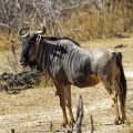 Streifengnu (Connochaetes taurinus)