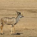 Sambesi-Großkudu (Strepsiceros zambesiensis)