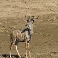 Sambesi-Großkudu (Strepsiceros zambesiensis)
