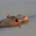 Flusspferd (Hippopotamus amphibius)