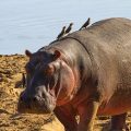Flusspferd (Hippopotamus amphibius)