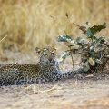 Leopard (Panthera pardus) juvenil