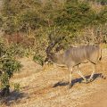 Sambesi-Großkudu (Strepsiceros zambesiensis)