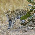 Leopard (Panthera pardus) juvenil
