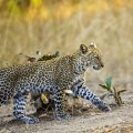 Leopard (Panthera pardus) juvenil