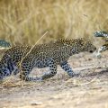 Leopard (Panthera pardus) juvenil