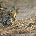 Leopard (Panthera pardus) juvenil