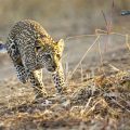 Leopard (Panthera pardus) juvenil