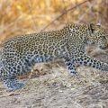 Leopard (Panthera pardus) juvenil