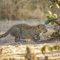 Leopard (Panthera pardus) juvenil