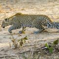 Leopard (Panthera pardus) juvenil
