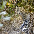 Leopard (Panthera pardus) juvenil