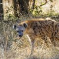 Tüpfelhyäne (Crocuta crocuta)
