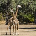 Thornicroft-Giraffenkuh (Giraffa camelopardalis)