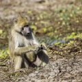 Anubispavian (Papio anubis)