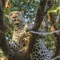 Leopard (Panthera pardus)