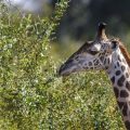 Thornicroft-Giraffenkuh (Giraffa camelopardalis)