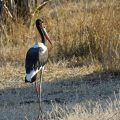 Sattelstorch (Ephippiorhynchus senegalensis)