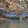 Brillenkaiman (Caiman yacare)