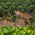 Jaguar (Panthera onca) am Flußufer