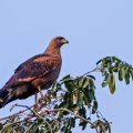 Froschhabicht (Heterospizias meridionalis), Savannenbussard